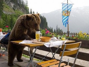 Bears-Drink-Cabin-Beers