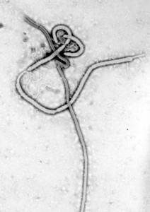 ebola-virus-566x800