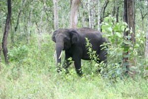 wild-elephant-in-the-woods-somwarpet