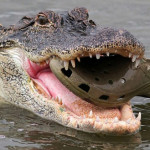 croc